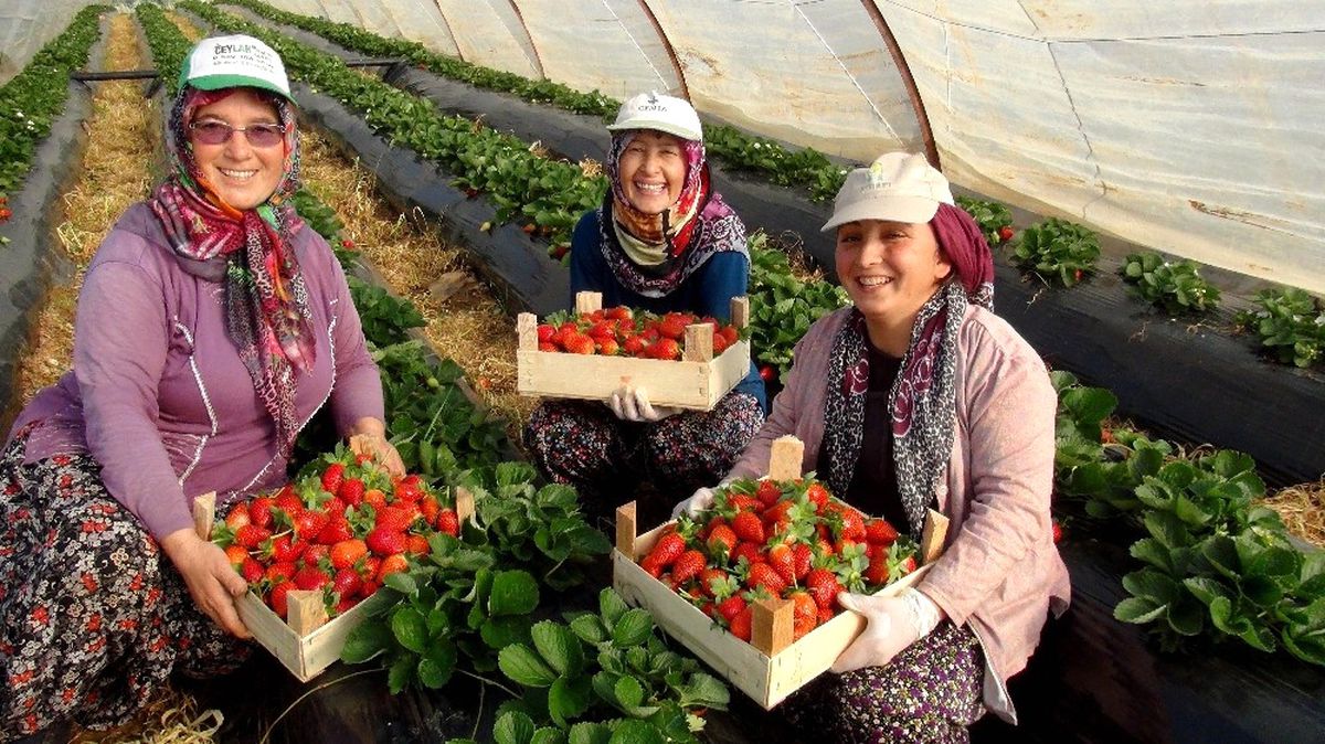 Antalya\'da Kış Dönemi Çilek Hasladı Başladı