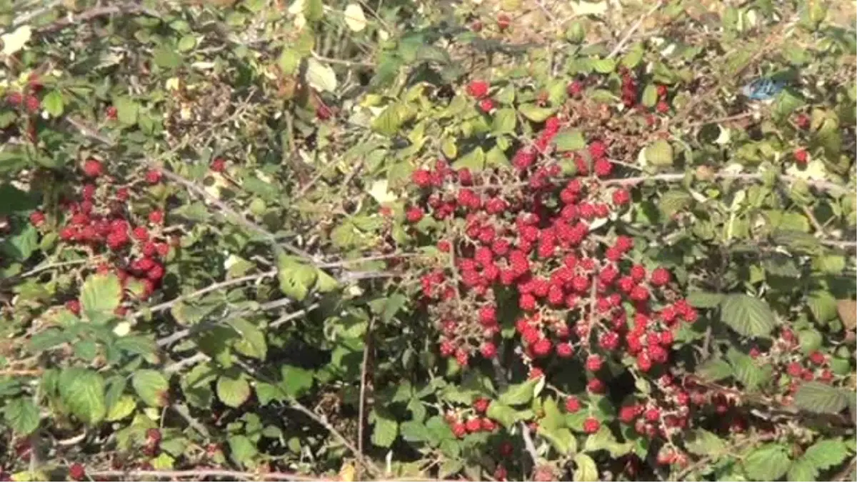 Antalya\'da Sıcak Havayı Gören Badem Ağaçları Çiçek Açtı