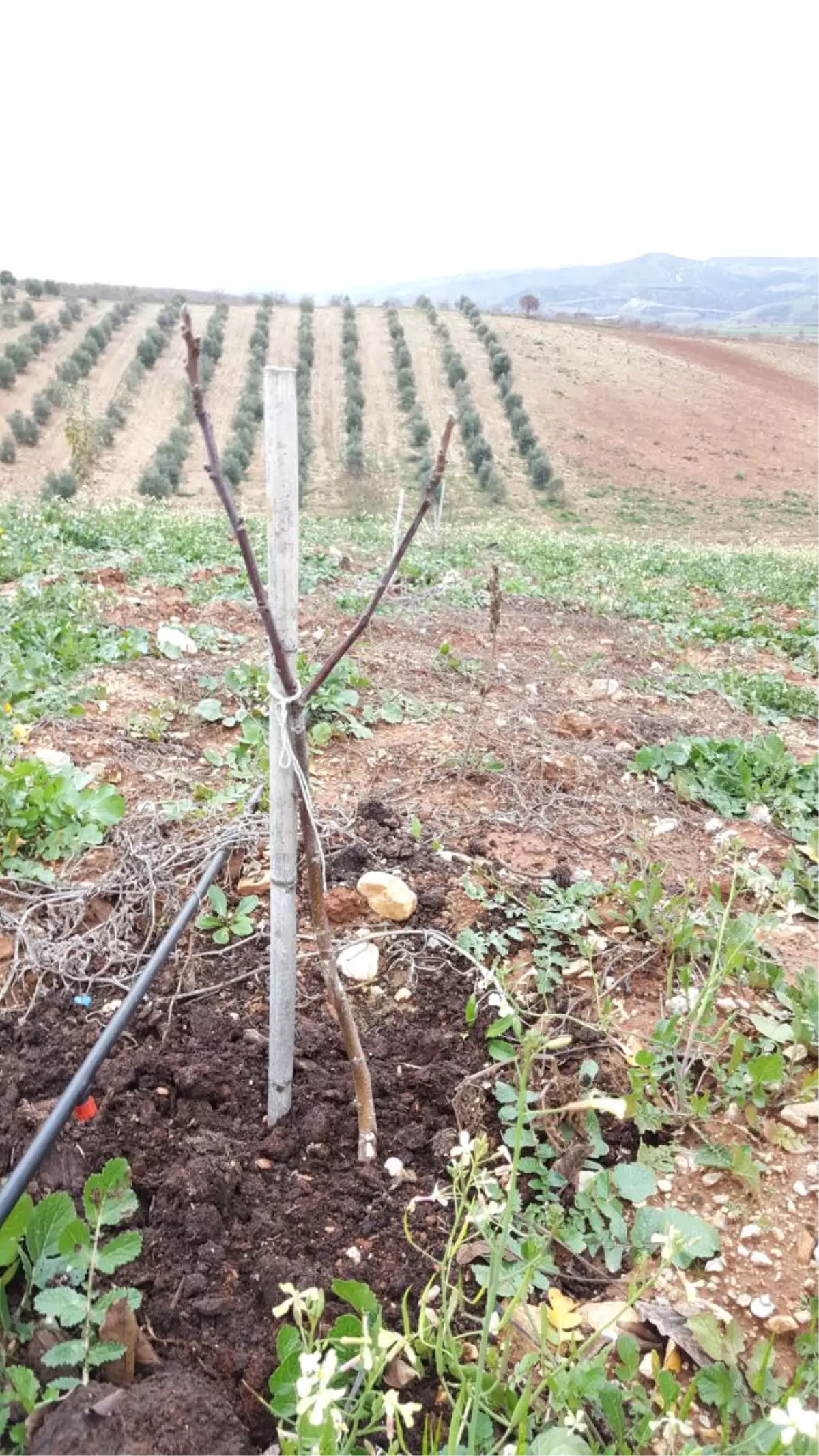 Büyükşehir Destekliyor, Fidanlar Toprakla Buluşuyor