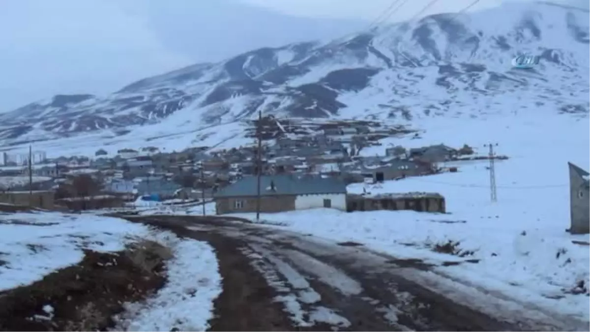 Hindileri Tilkilerden Korumak İçin Kardan Adamlar Yaptı