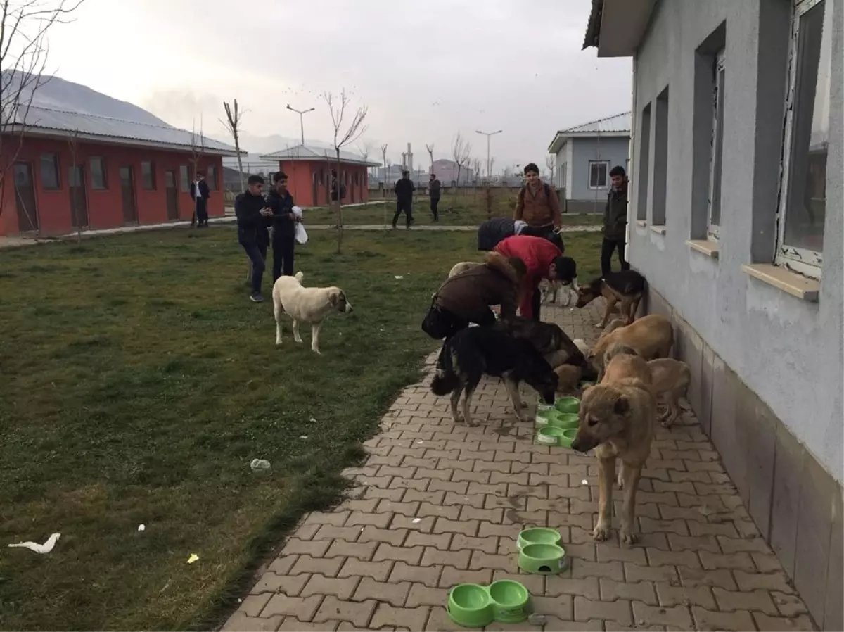 Muş Belediyesinden Sokak Hayvanları Açıklaması