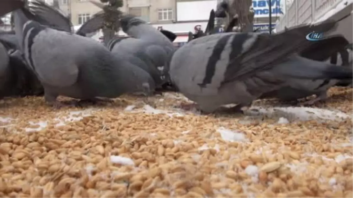 Öğrencilerden Sokak Hayvanlarına Sıcak Yuva