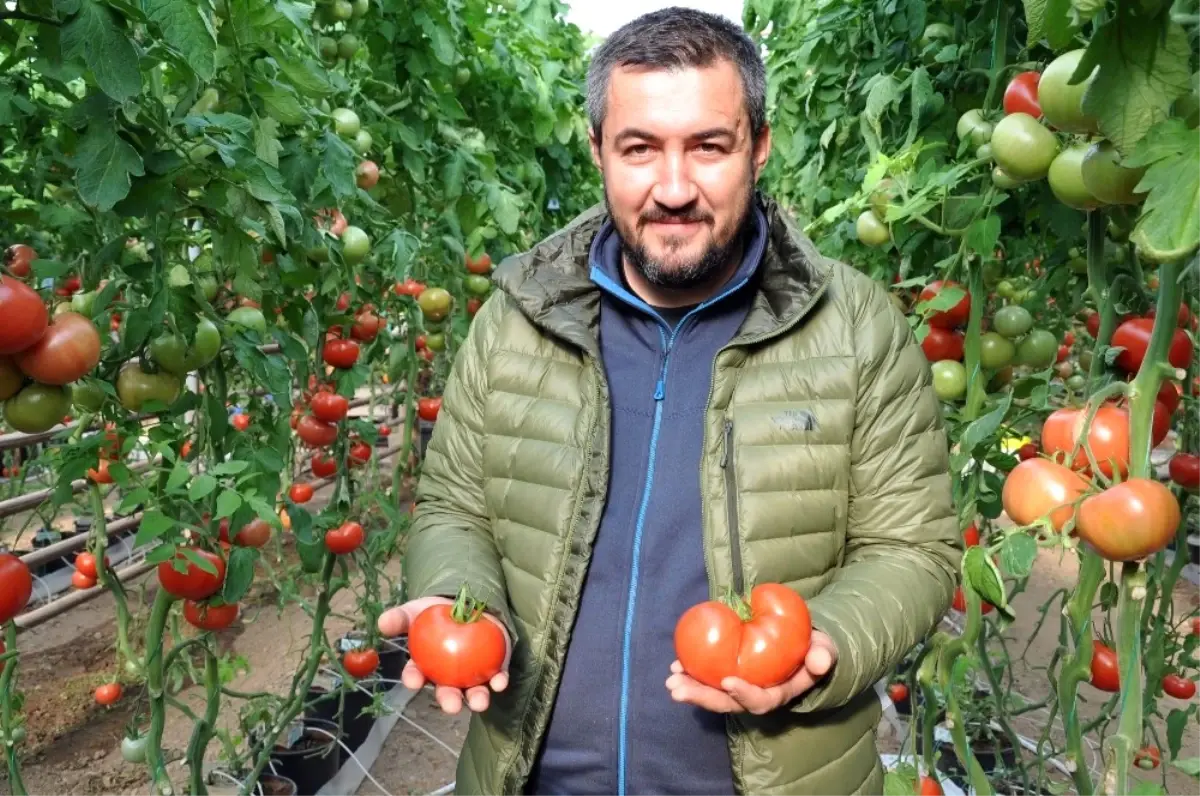 Simav\'da Jeotermal Enerjiyle Domates Üretimine İlgi