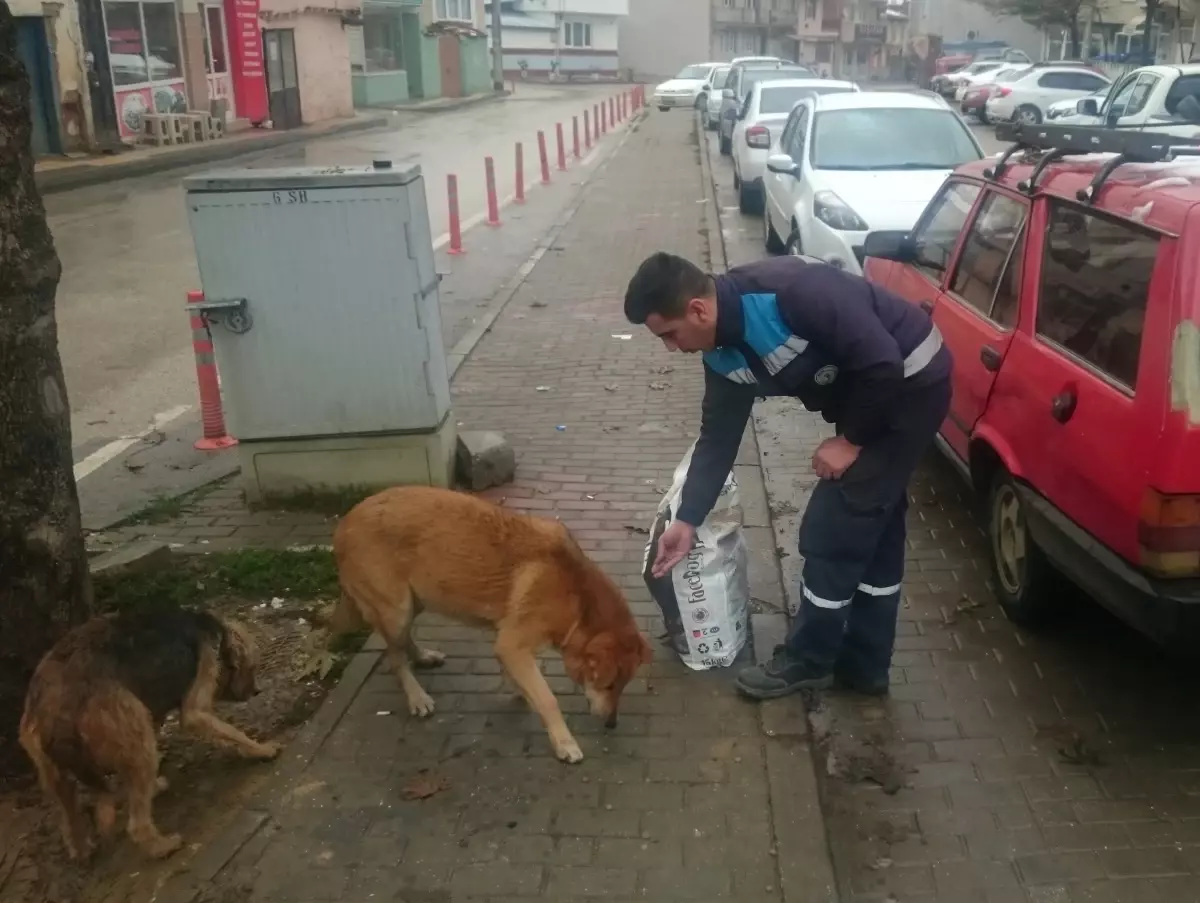 Sokak Hayvanlarını Unutmayalım