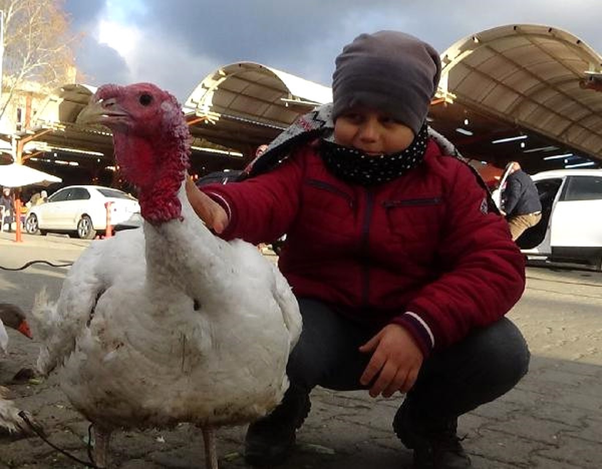 Bayramiçli Çiftçi Yılbaşı İçin 30 Kiloluk Hindi Yetiştirdi