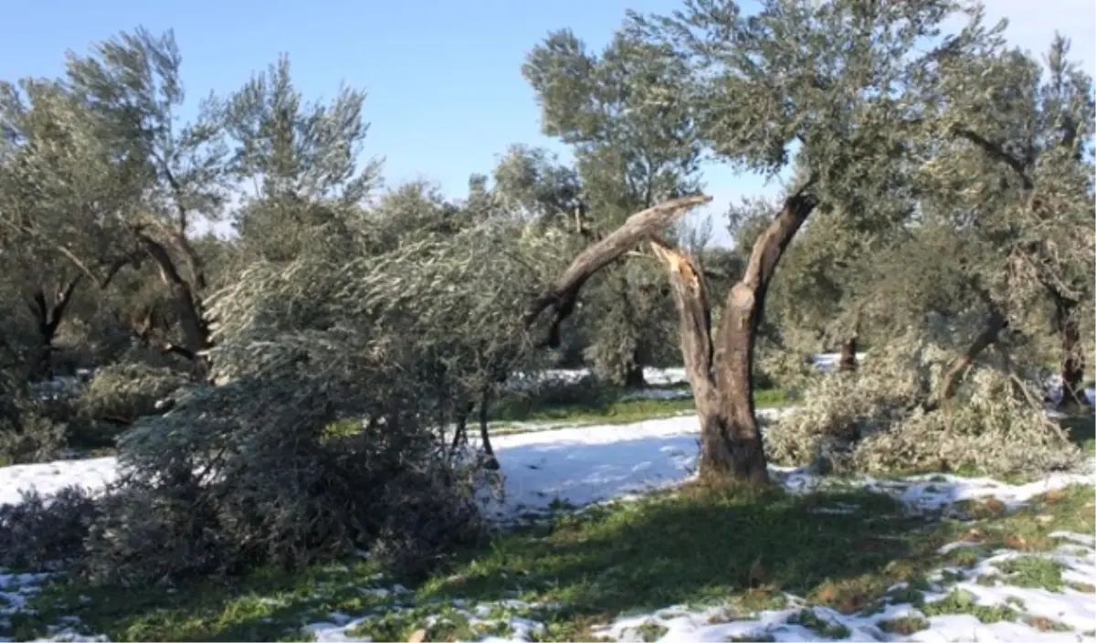 Çanakkale\'de Fırtına ve Kar Zeytin Ağaçlarına Zarar Verdi