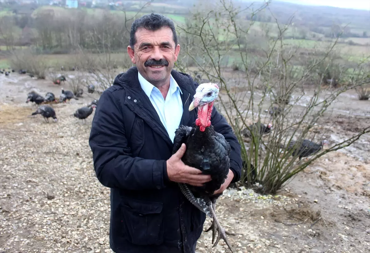 Kandıra Hindisi Sofraları Süsleyecek