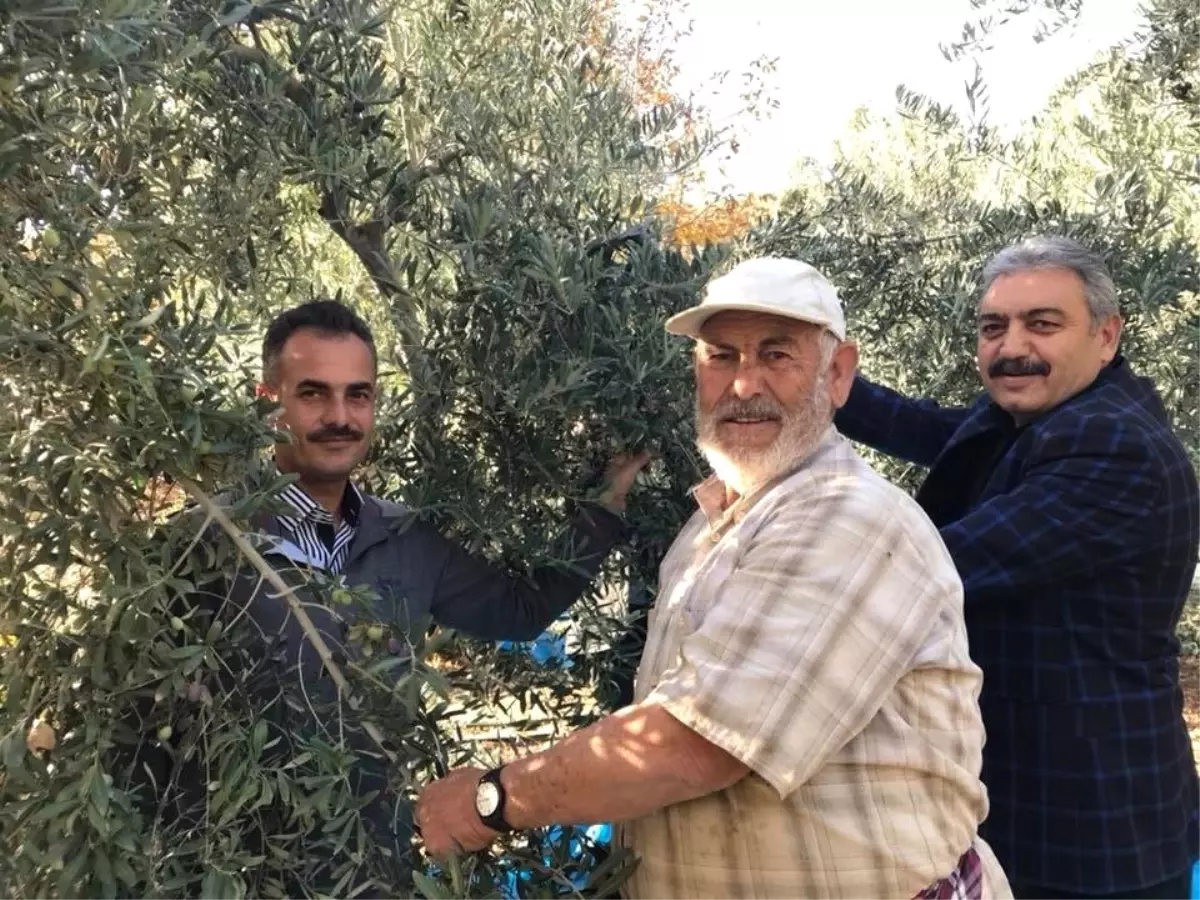 Karaman\'da Zeytin Üretimi Her Geçen Yıl Artıyor