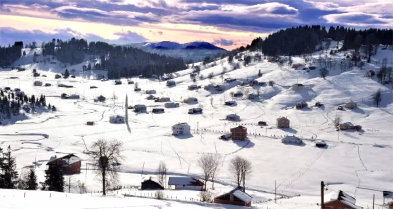 Mor Yayla, Beyaza Büründü