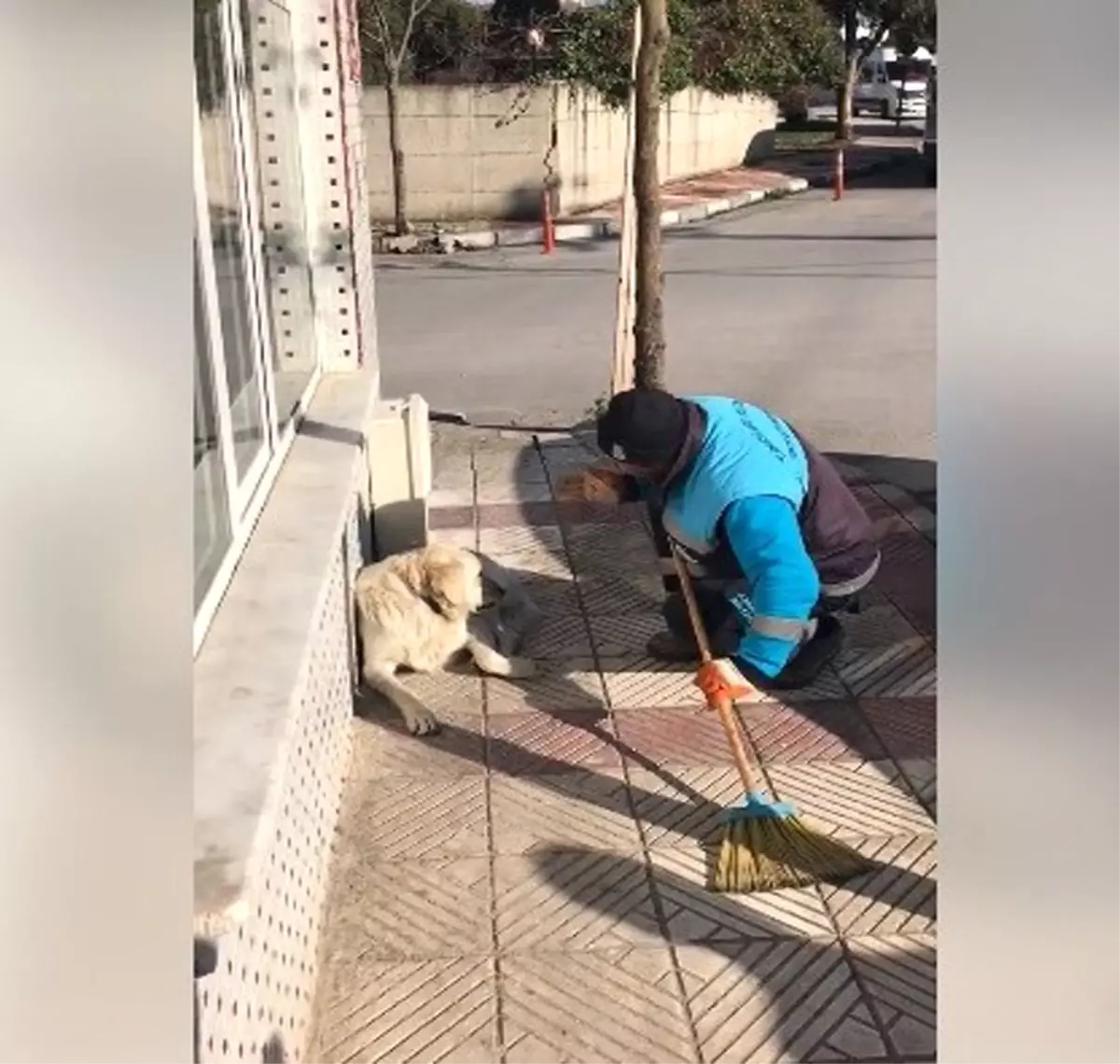 Sokak Köpeğine Serenat