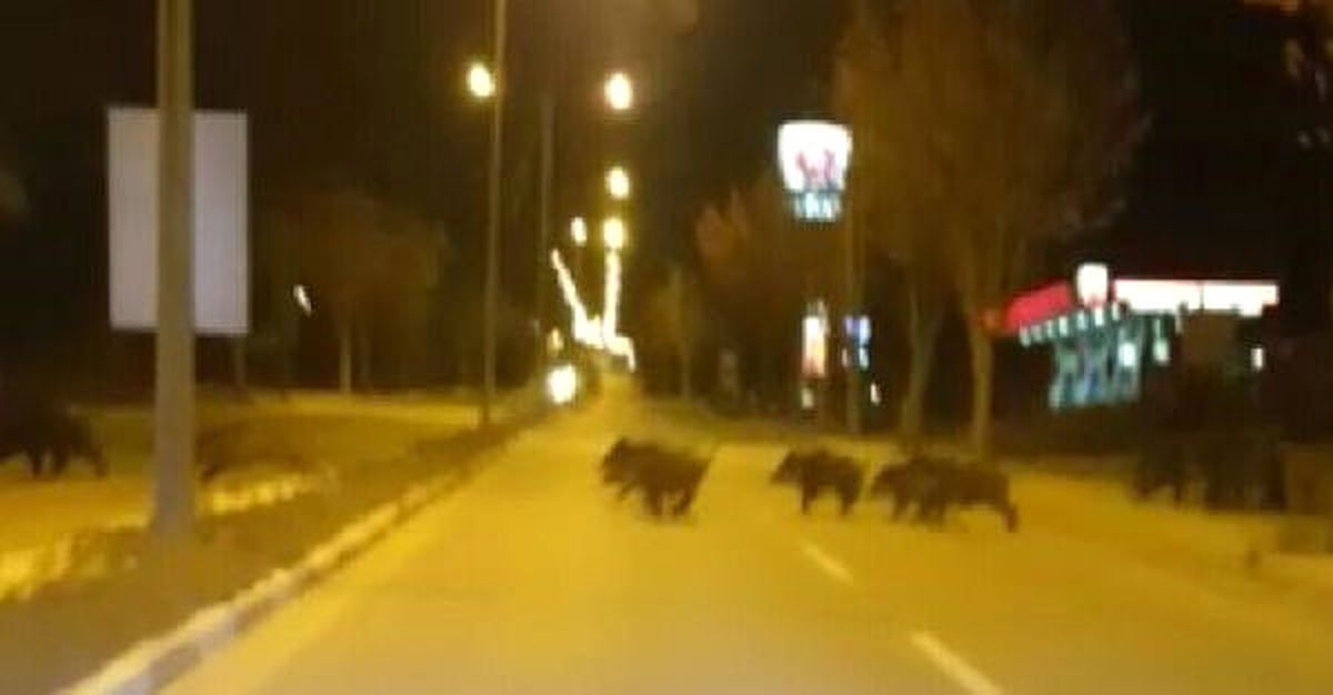 Çorum\'da Aç Kalan Domuzlar Şehre İndi