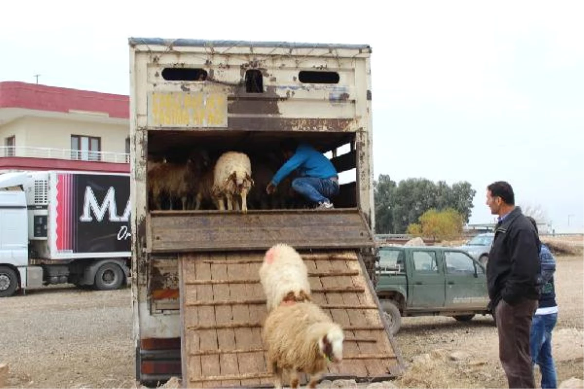 Nusaybin\'de Genç Çiftçilere 185 Koyun Hibe Edildi