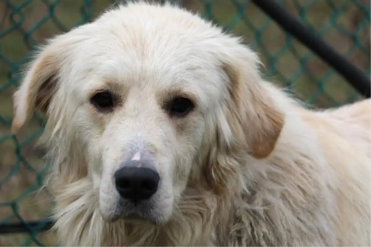 Samsun\'da Kanseri Koklayarak Teşhis Edecek Köpekler Yetiştirilecek