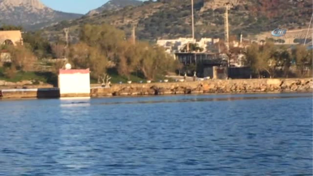 Bodrum Limanı\'nda Akdeniz Foku Görüntülendi