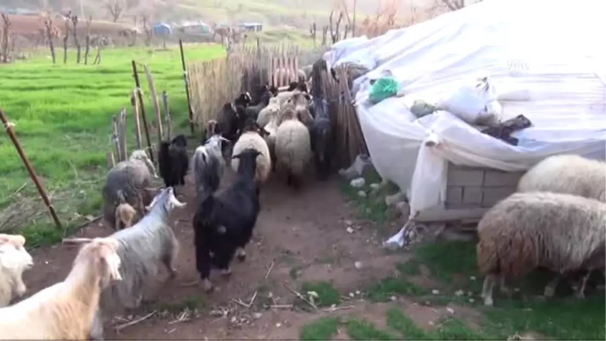 Göçerler "Yayla Yolunun" Açılmasından Mutlu