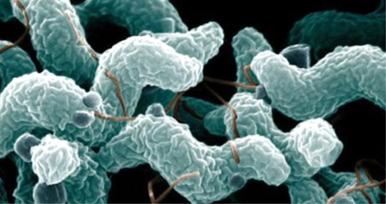 Japonya\'da Et Yiyen Bakteri Paniği! Yüzlerce Kişiye Enfeksiyon Bulaştı