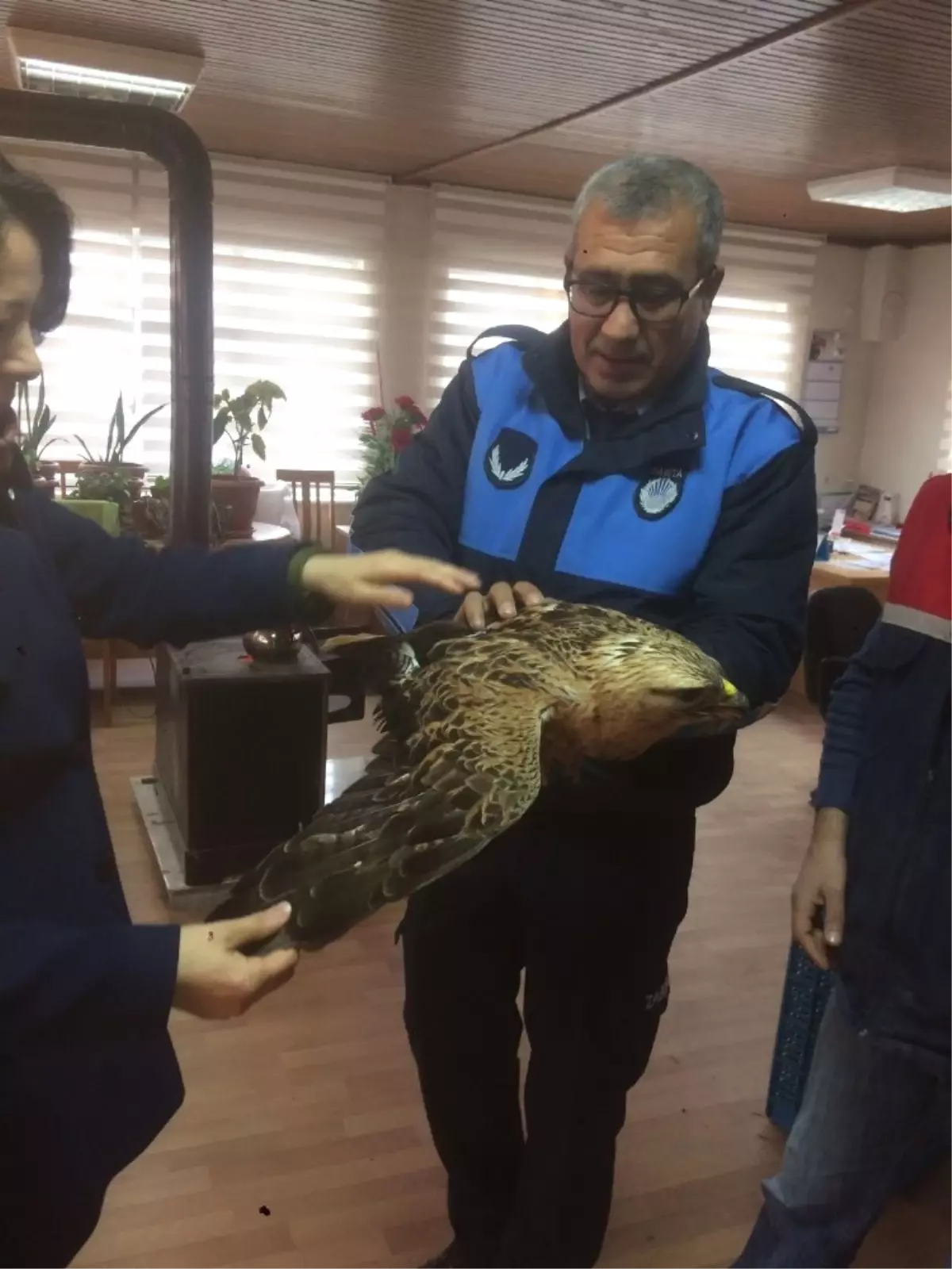 Yaralı Şahin Tedavi Altına Alındı