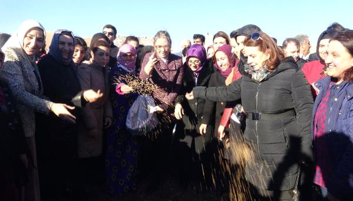 Yerli Buğday Tohumu Mardin\'de Toprakla Buluştu