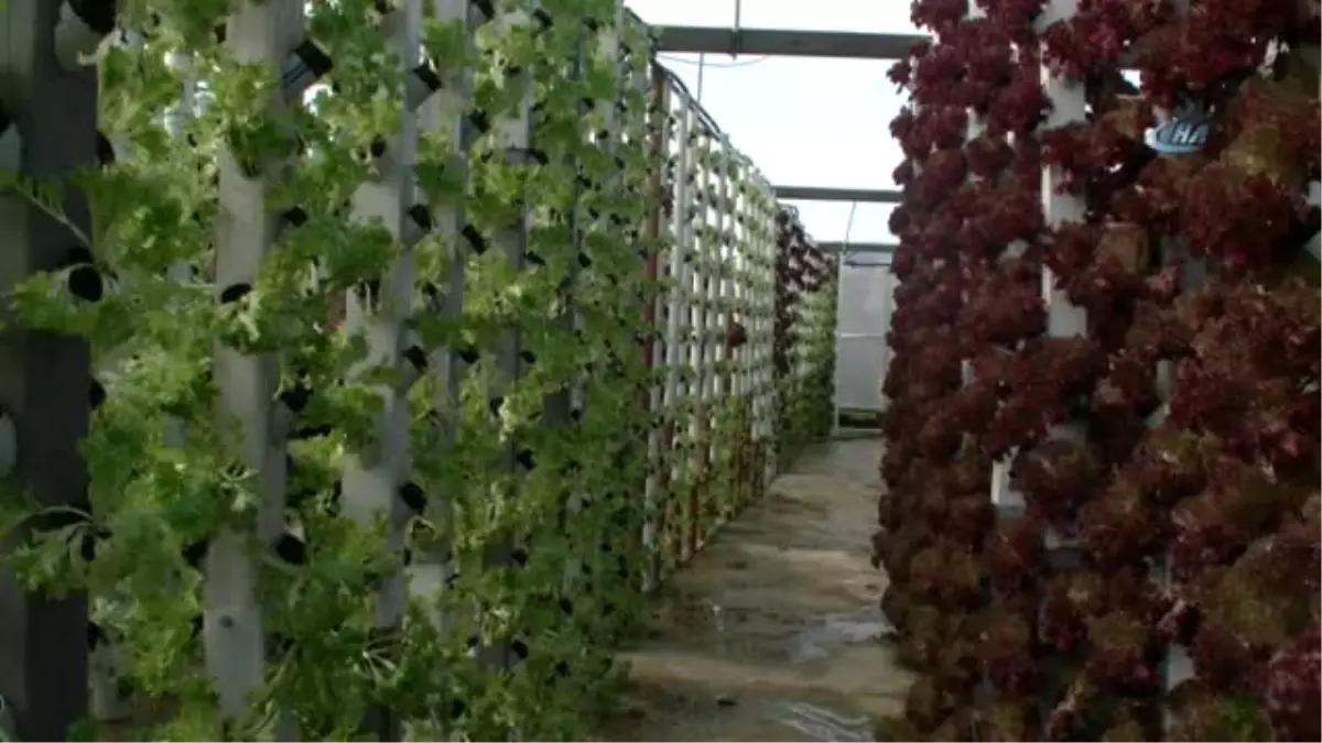 Dikey Topraksız Tarım ile Servetine Servet Katıyor