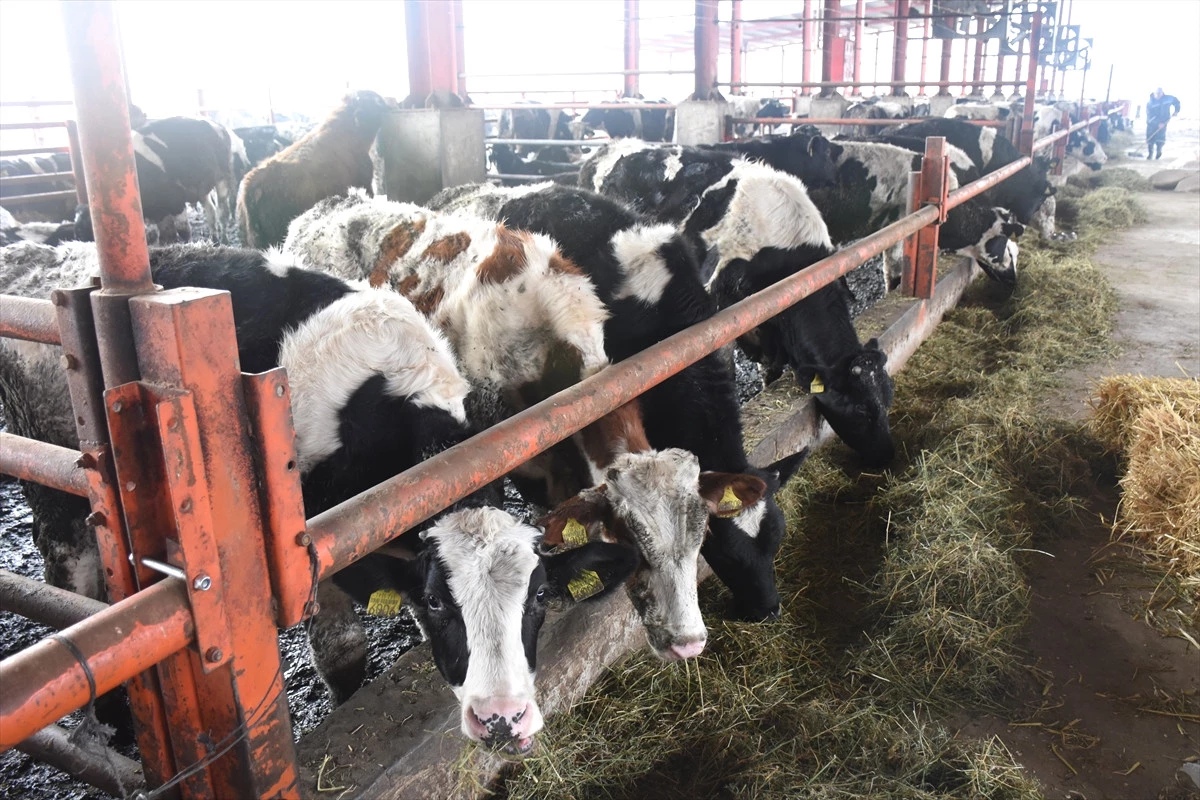 Germencik\'te "Süt Sığır İşletmeleri Teknik Analizi Projesi" Başladı
