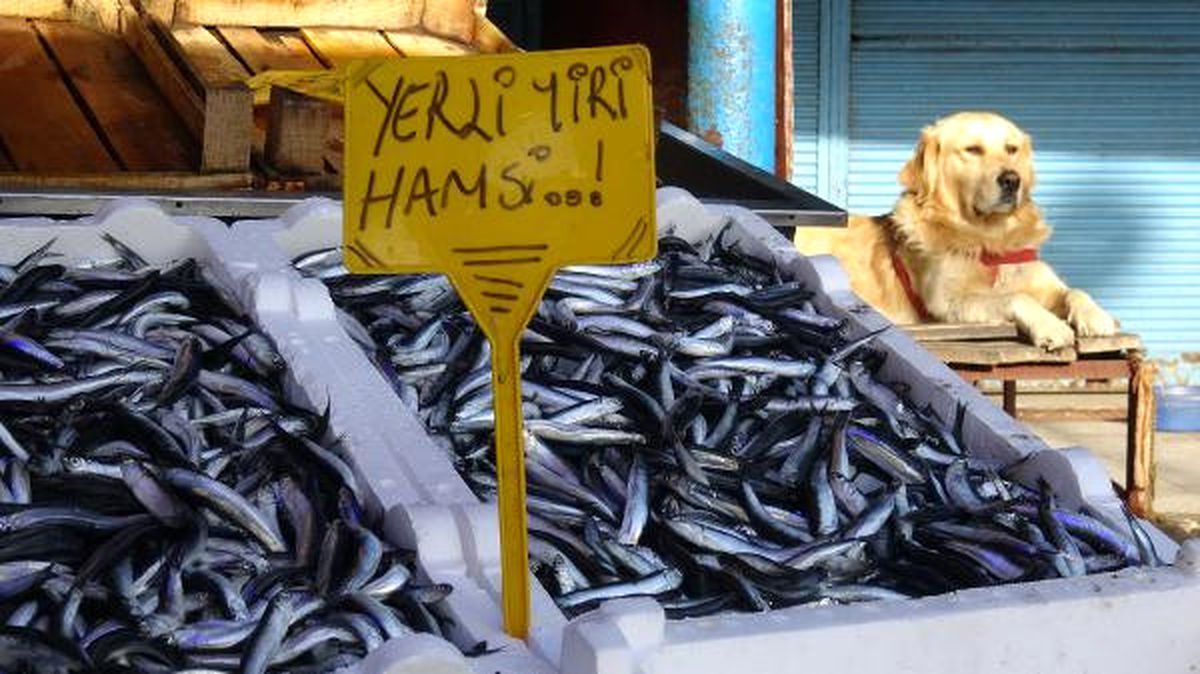 Oscar\' Balık Halini Kedilerden Koruyor