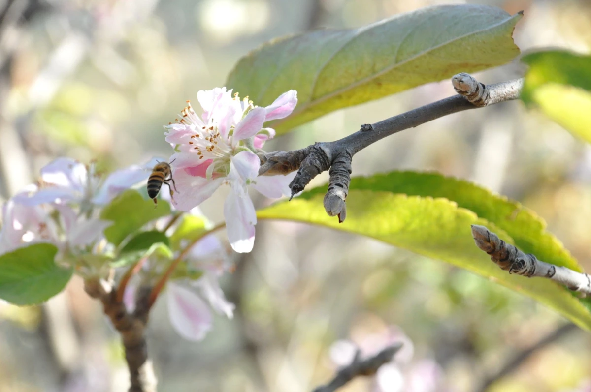 Mevsimler Şaşırdı! Mersin\'de Kışın Ortasında Elma Ağaçları Çiçek Açtı