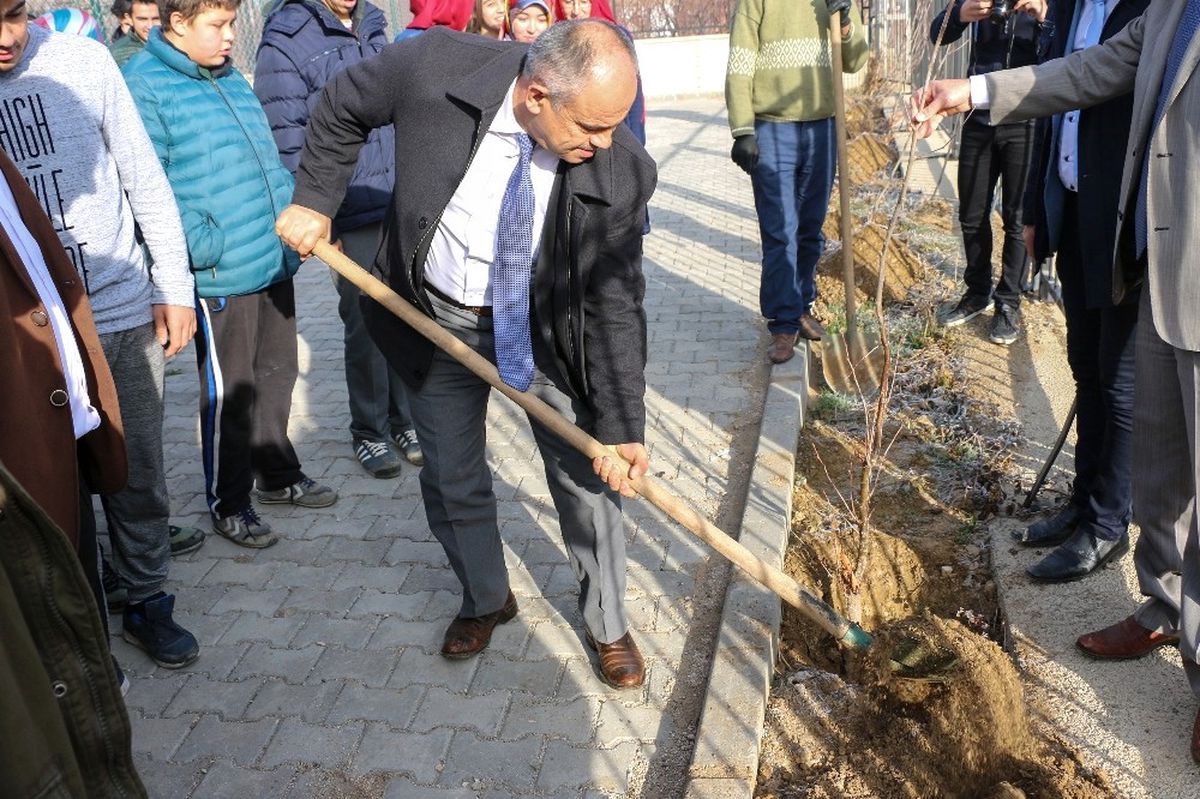 Yahyalı\'da "Ecdad Mirası Çınarlar" Toprakla Buluşuyor