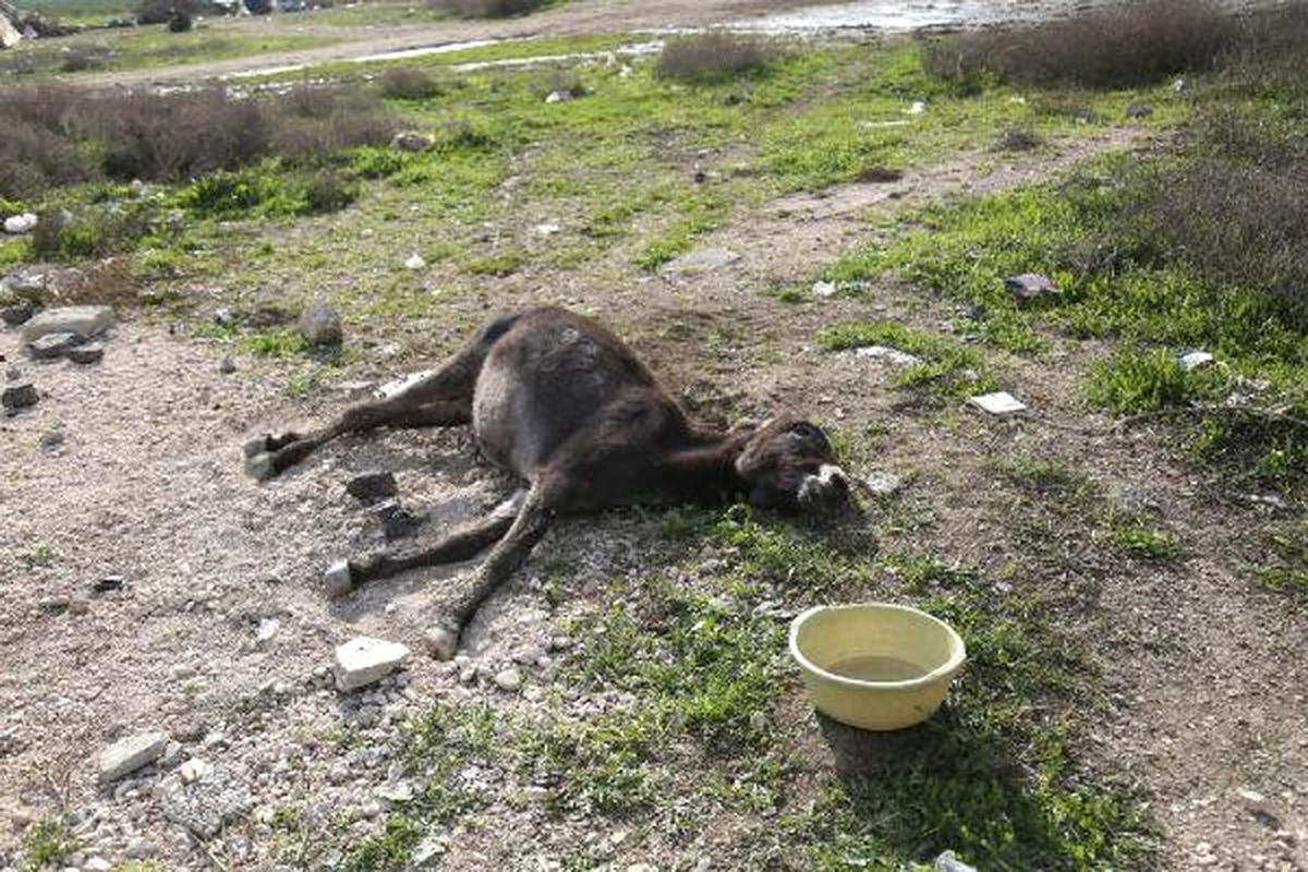 Adana\'da At ve Eşek Kemikleri Bulundu (3)