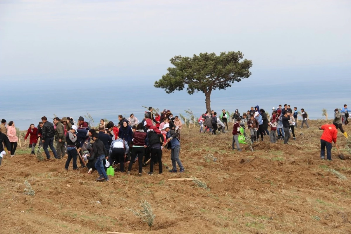 Hatay\'da Köylüye Destek İçin 8 Bin Zeytin Fidanı Dikildi