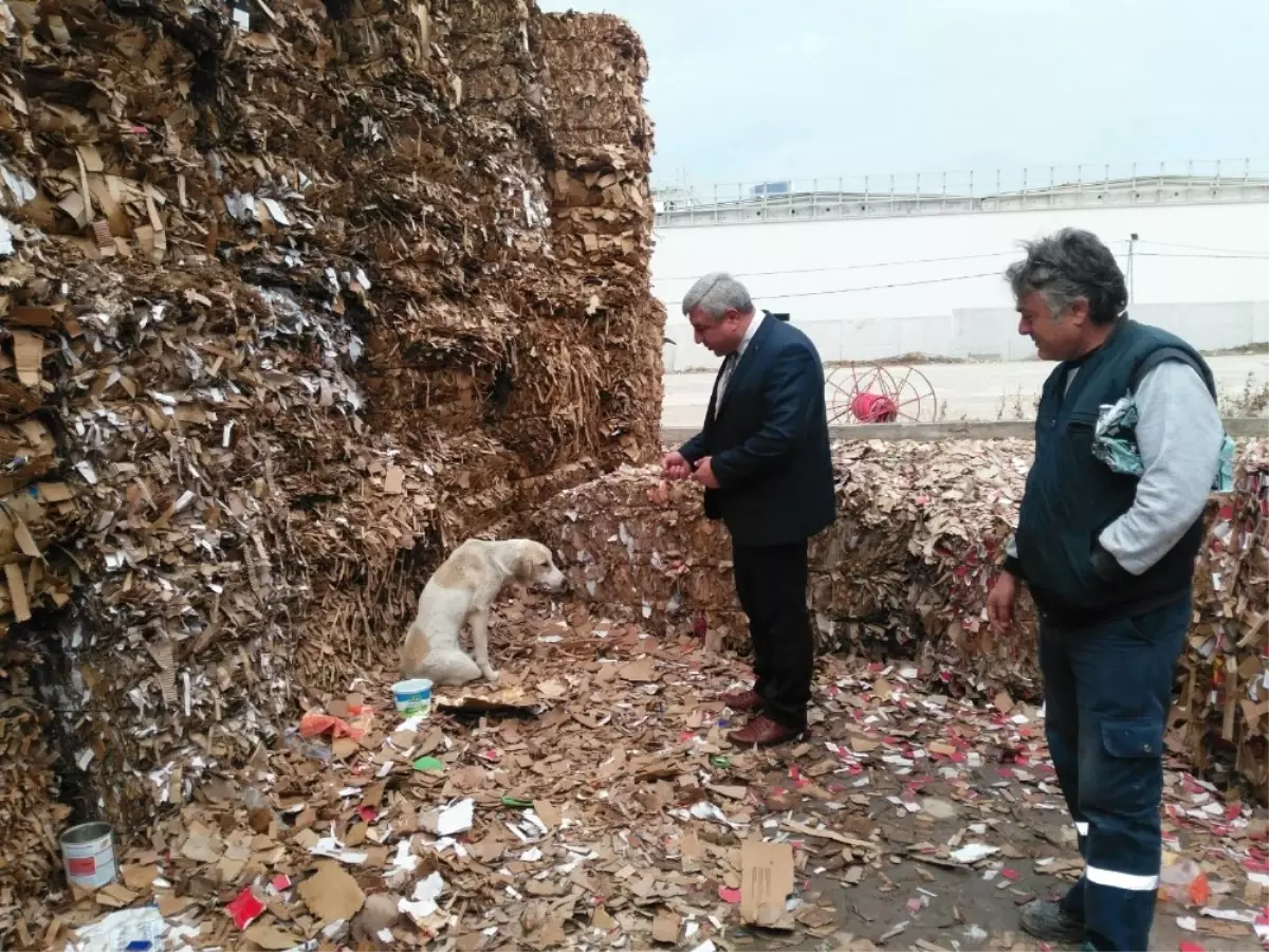 Kazada Yaralanan Köpeğe Büyükşehir Sahip Çıktı