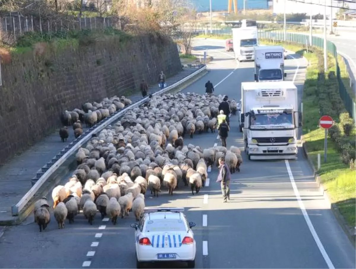 Koyun Sürüsü ile Karayoluna Girdi, Trafik Karıştı