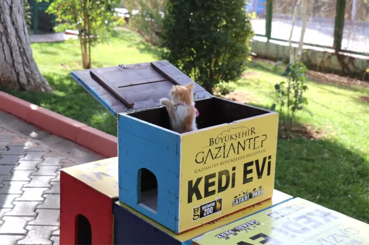 Oy Sandıkları Sahipsiz Kedilere Yuva Oldu