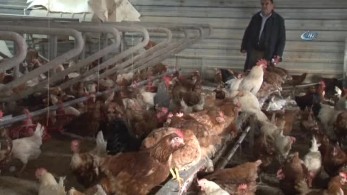 Soğuktan Verimi Düşen Tavukları Elektrikli Isıtıcıyla Isıtıyor