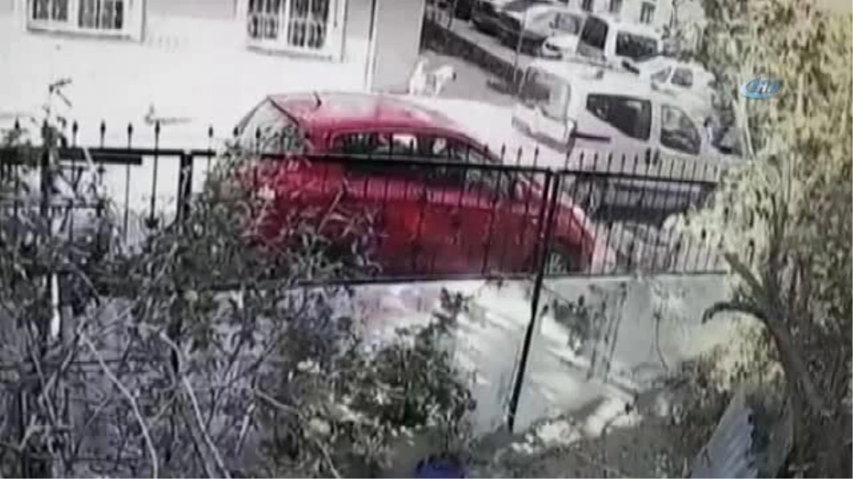 Sokak Köpeğine Saldıran Pitbullu Tasmayla Vurarak Ayırmaya Çalıştı