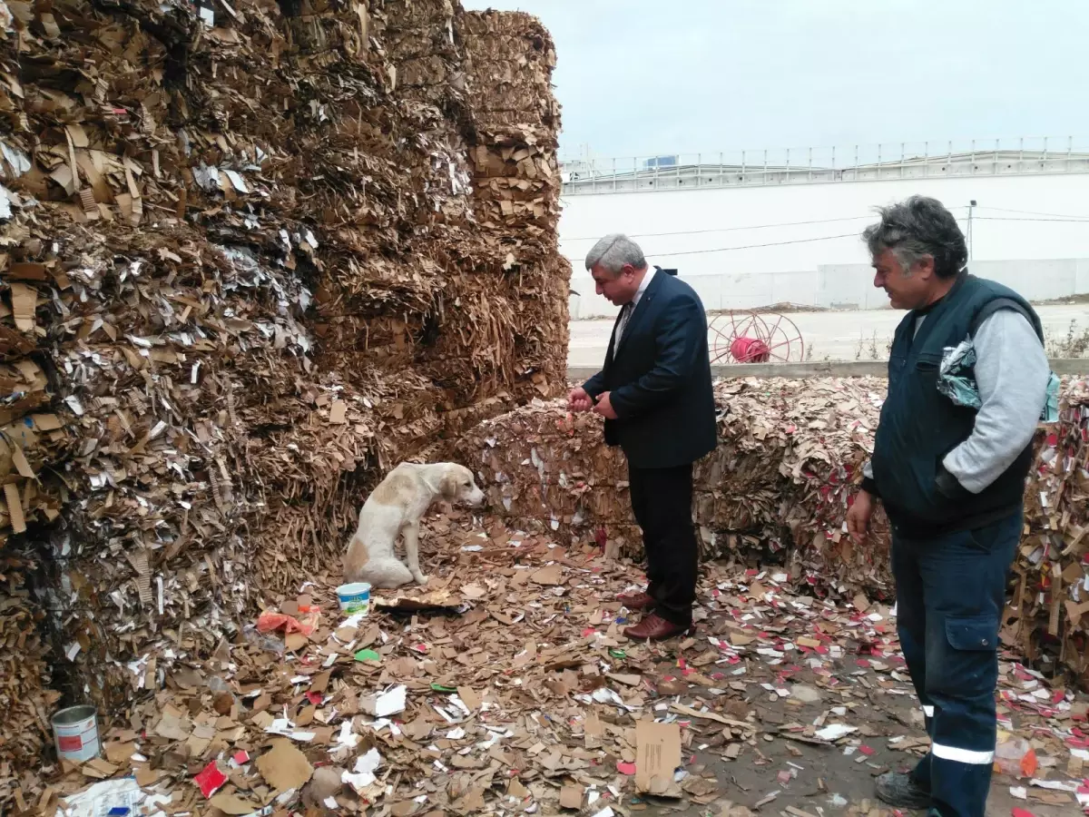 Yaralı Köpeğe Büyükşehir Şefkati