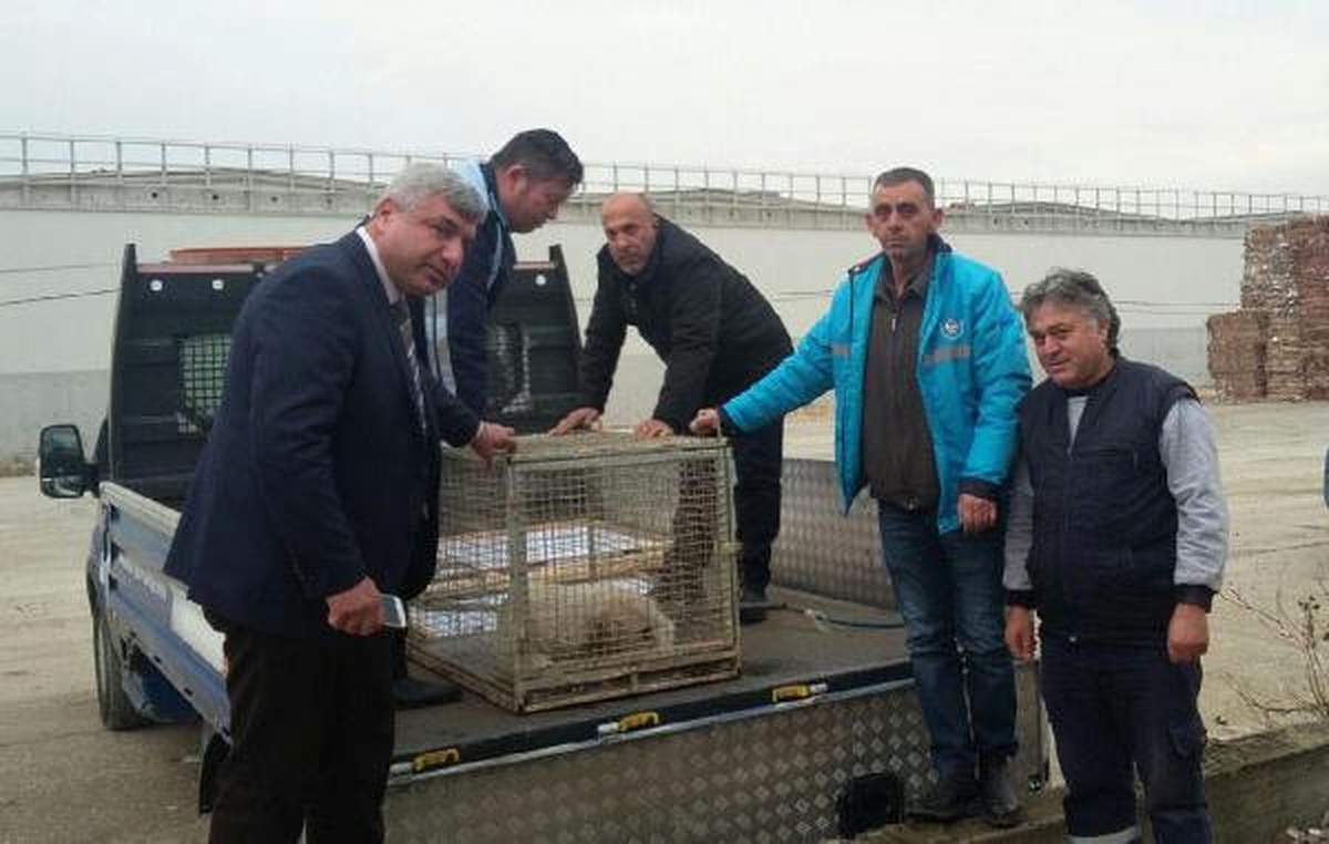 Yaralı Sokak Köpeğine Belediye Sahip Çıktı