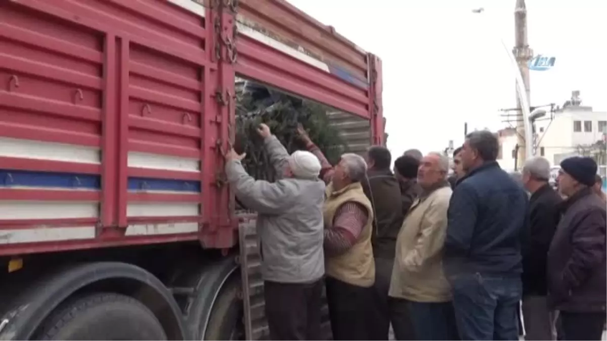 Yılbaşında Ağaç Kesme Fidan Dik\' Kampanyası Kapsamında 10 Bin Fidan Dağıtıldı