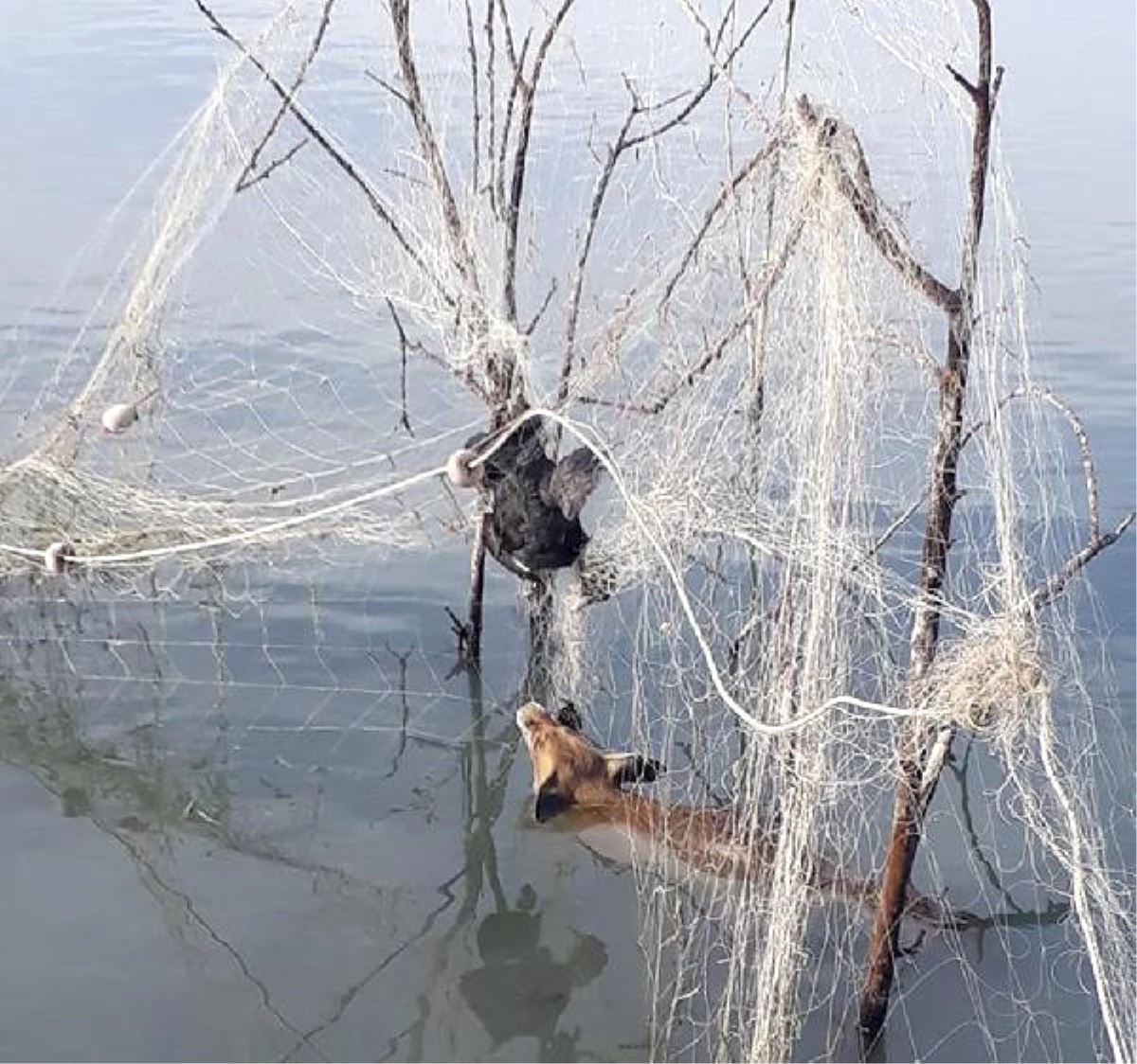 Bilinçsiz Avcılar Yaban Hayatı Yok Ediyor! Tilki ve Ördek Ağlarda Öldü