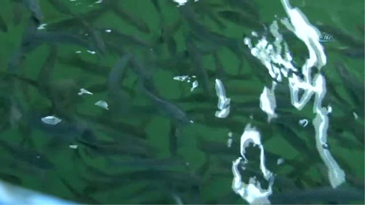 Deniz Levreklerinin Yemine Makro ve Mikroalg Dopingi
