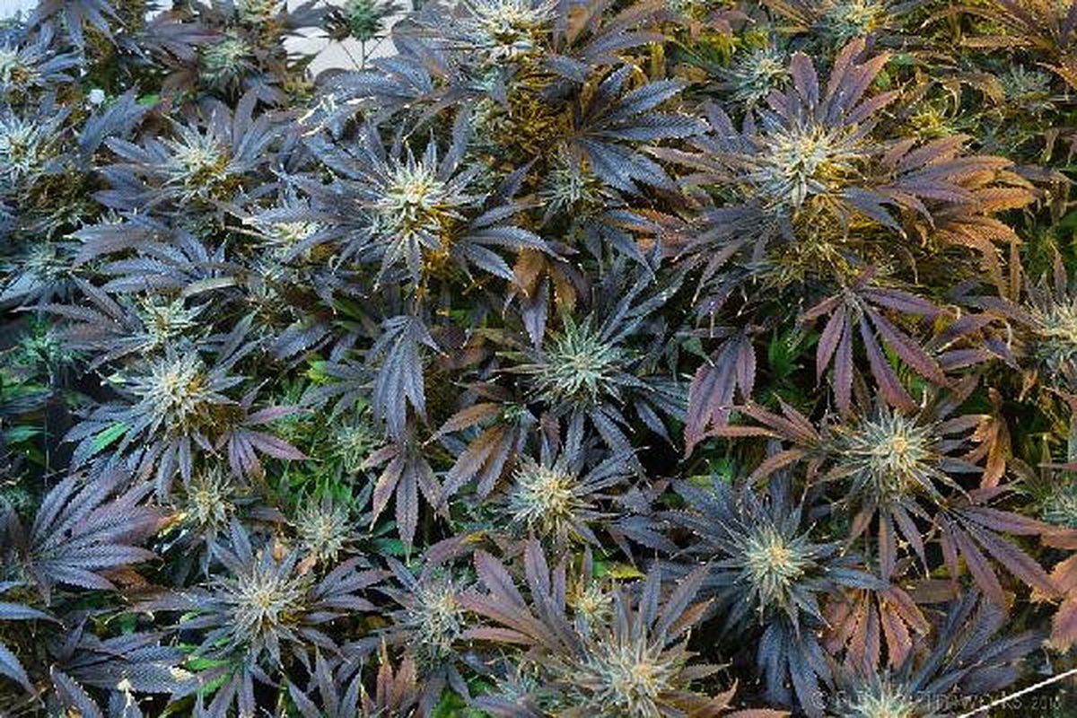 Kanada\'da Marihuana Kullanımına Destek Artıyor