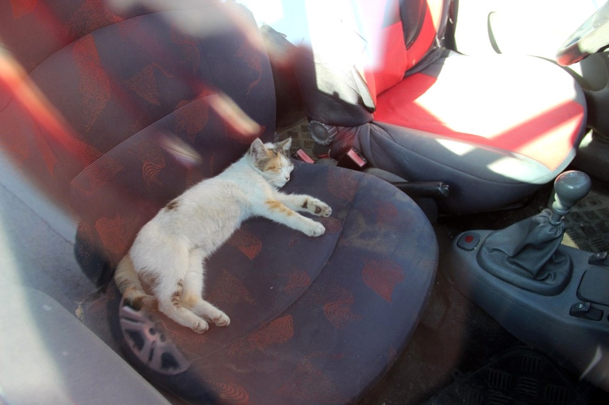 Kaybettiği Kedisini İhbar Üzerine Otomobilinde Uyurken Buldu