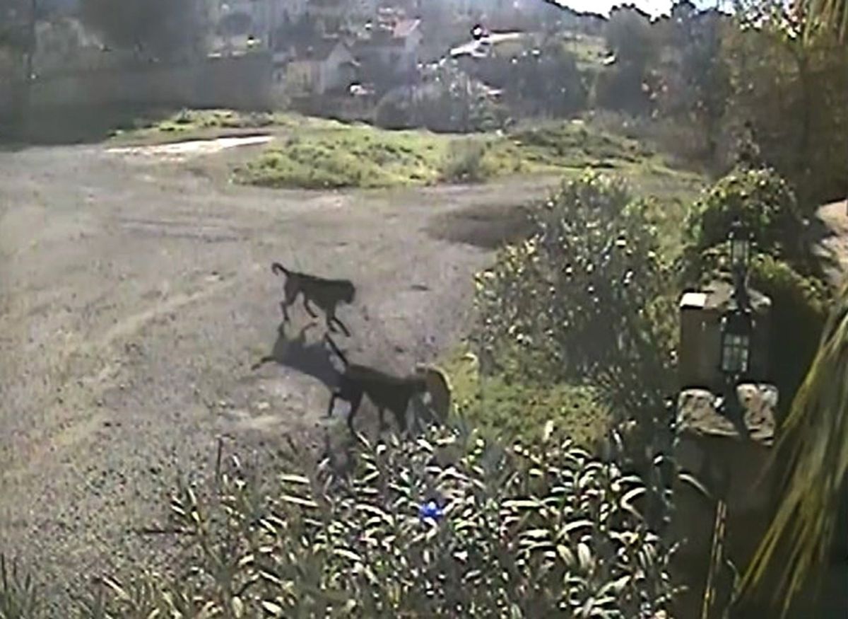 Köpeklerin Saldırısına Uğrayan Kedi Öldü