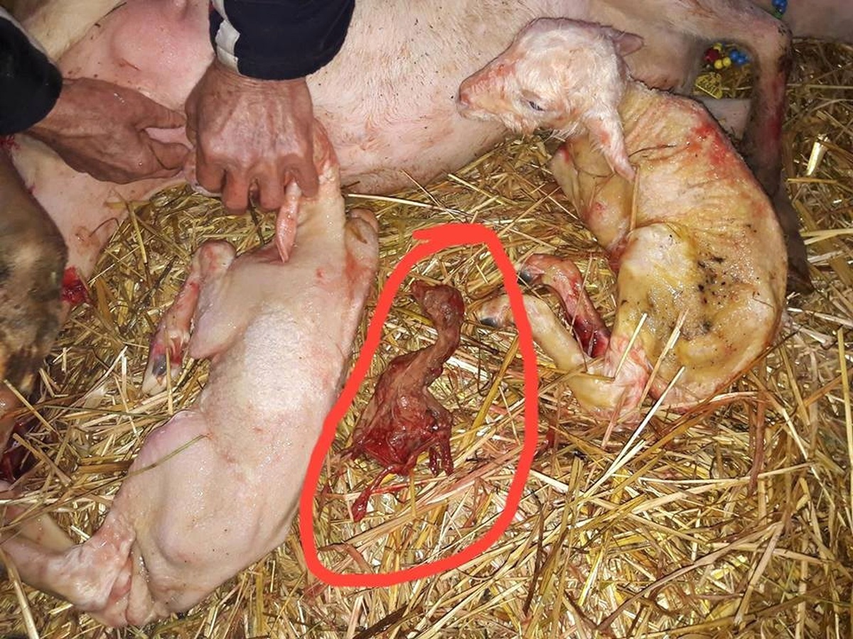Koyundan Cansız Dünyaya Gelen Nesne Şok Etti