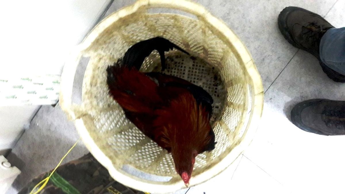 Manisa\'da Horoz Dövüştürülen Eve Baskın