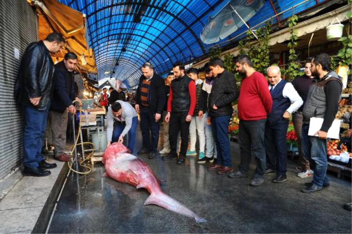 Mersin\'de 4 Metrelik Köpek Balığı Yakalandı