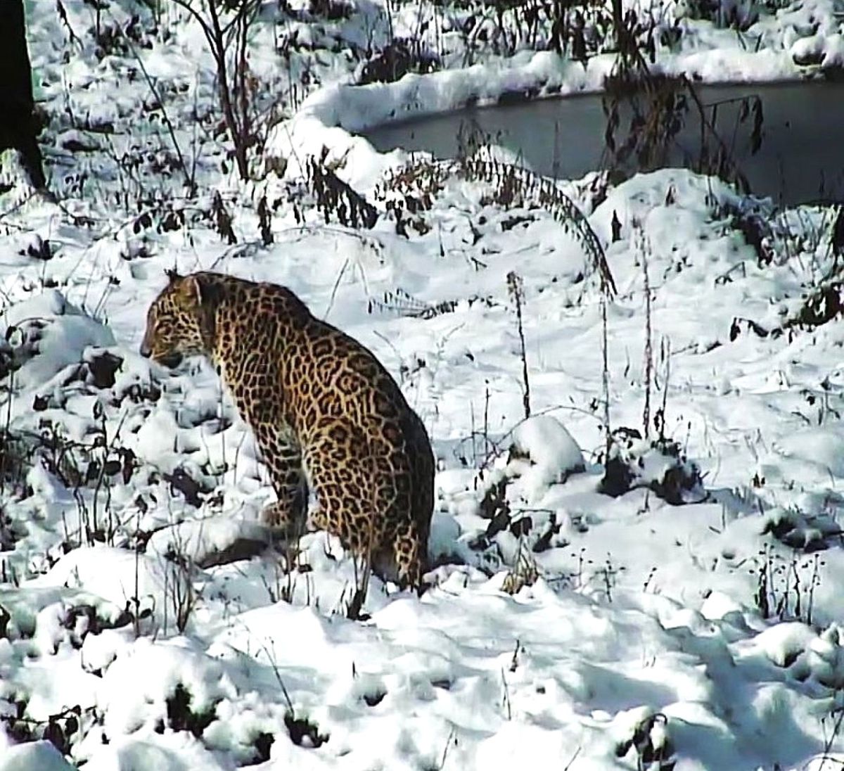 Putin\'in Leoparı Doğaya Salındı