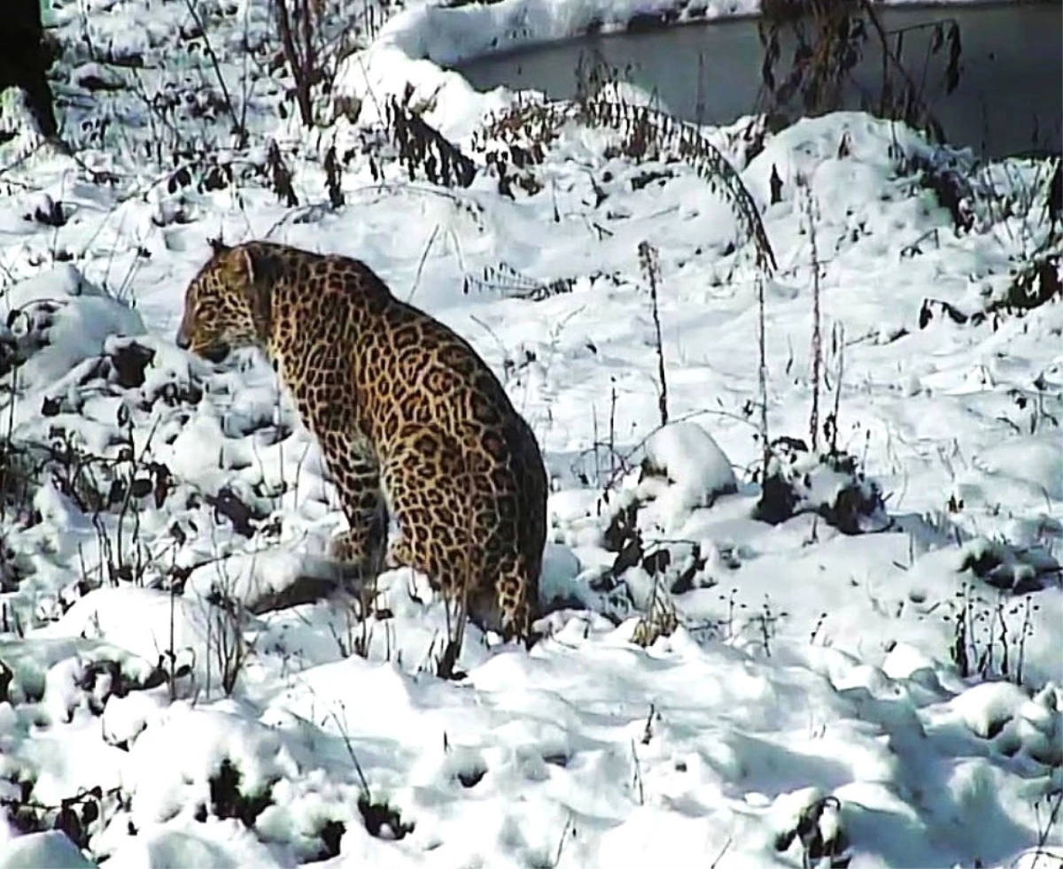 Putin\'in Leoparı Doğaya Salındı