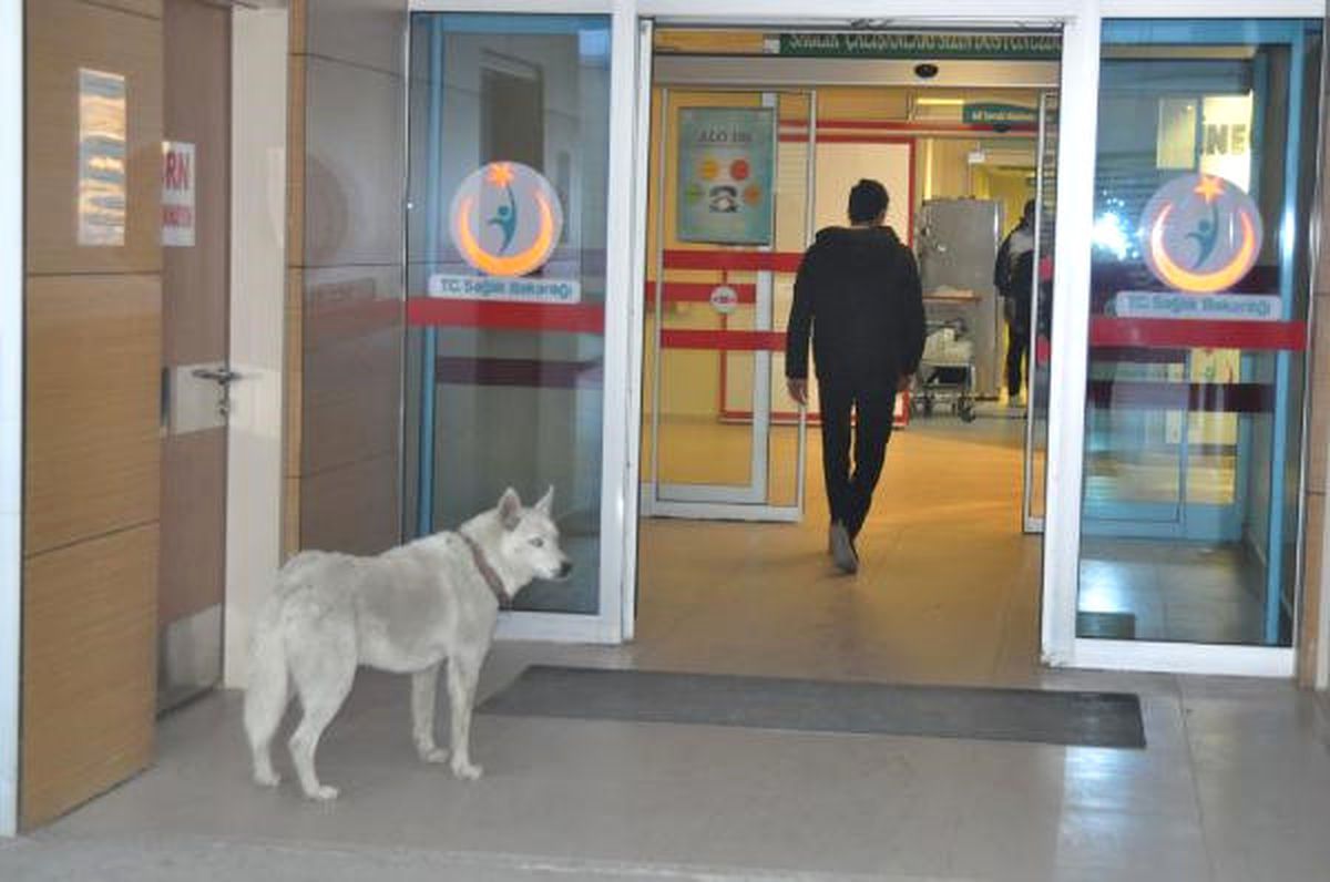 Sahibini Bekleyen Köpek, Hastane Kapısından Ayrılmadı