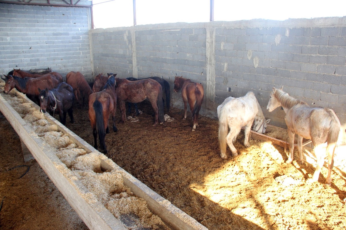 Yakalanmasıydı Vatandaşlara Yedireceklerdi
