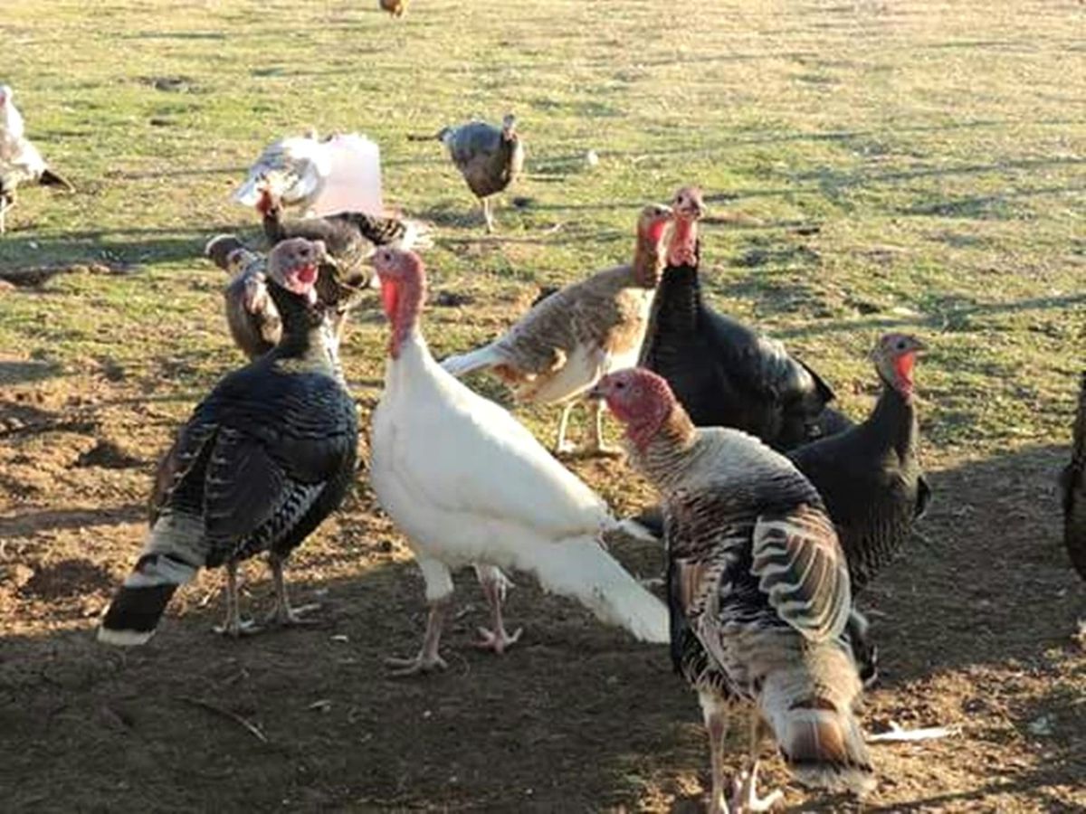 Yılbaşı Hindisi Yerine Köy Tavuğu
